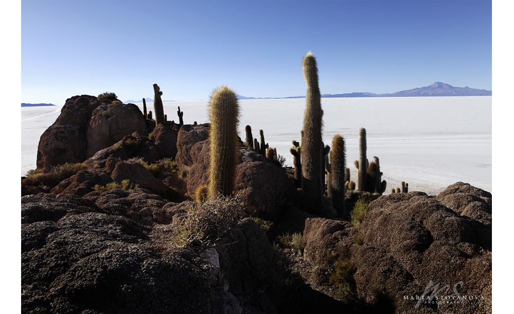 Cactus island 2_Uyuni_Bolivia