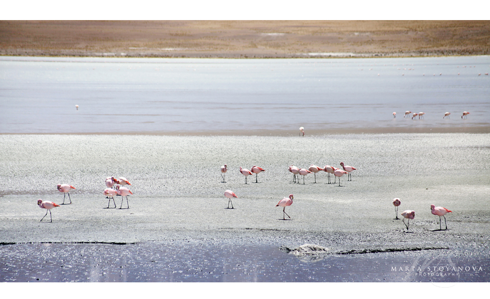 pink flamingos_Bolivia